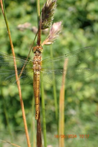 Sympetrum striolatum