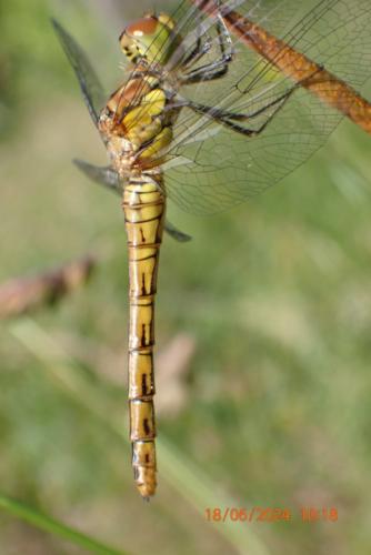 Sympetrum striolatum