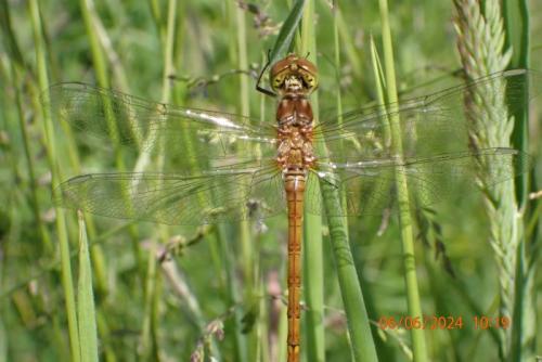 Sympetrum striolatum