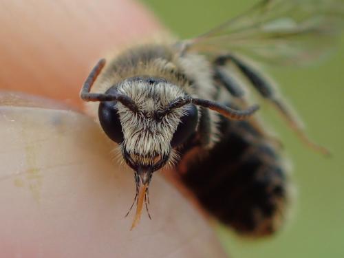 Rhophitoides canus