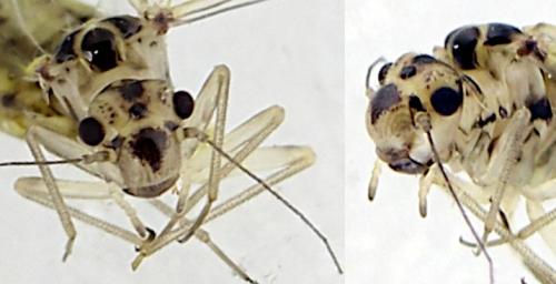 Réf. 344 710 : Psocus bipunctatus