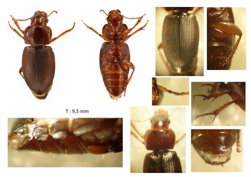 Harpalus neglectus