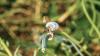 344968 – Photo : Bernard Choux – France (26)