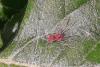 344086 – Photo : Gerard VIGO – France (45)