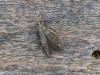 344542 – Photo : Georges Vermelle – France (62)