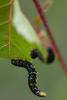 344012 – Photo : Catherine Delecourt – France (61)