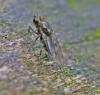 344451 – Photo : Oryctes – France (59)