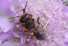 344210 – Photo : Olivier Pouvreau – France (86)