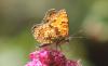 344014 – Photo : Philippe Fourtier – France (06)