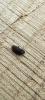 344646 – Photo : BIHOUEE Corentin – France (35)
