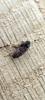 344647 – Photo : BIHOUEE Corentin – France (35)