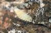 344441 – Photo : Philippe Fourtier – France (06)