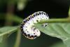 344964 – Photo : Daniel Ventard – France (71)