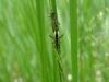 344465 – Photo : Centelles – France (47)