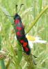 344616 – Photo : Alexandre Renou – France (49)