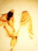 344577 – Photo : Dominique THAUVIN – France (45)