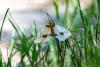 344322 – Photo : Christian Peyron – France (11)