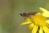 344173 – Photo : Marc Solari – France (68)