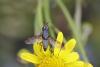 344174 – Photo : Marc Solari – France (68)