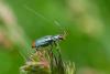 344503 – Photo : BourrinOman – France (05)