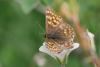 344613 – Photo : BourrinOman – France (05)