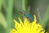 344539 – Photo : Sandor31 – France (84)