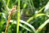 344971 – Photo : vasmer-bermond sébastien – France (74)