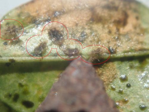 Corythauma ayyari