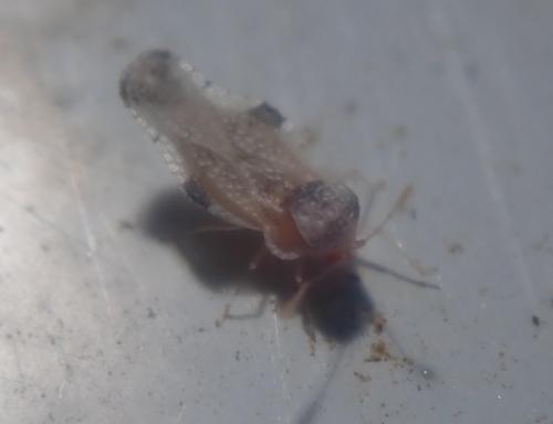 Corythauma ayyari