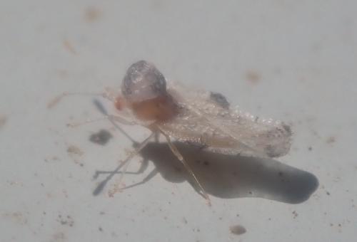 Corythauma ayyari