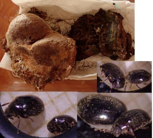 Réf. 345 206 : Dorcatoma setosella