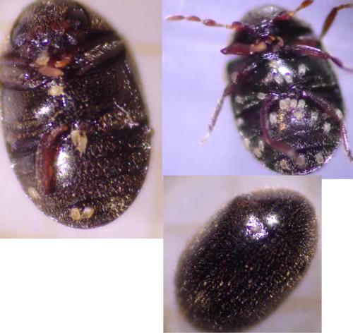 Dorcatoma setosella