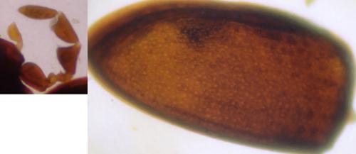 Dorcatoma sp.