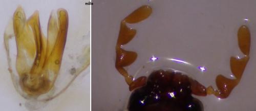 Dorcatoma setosella