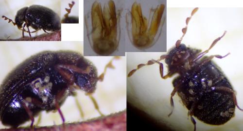 Réf. 345 339 : Dorcatoma setosella