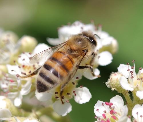 Réf. 345 826 : Apis mellifera