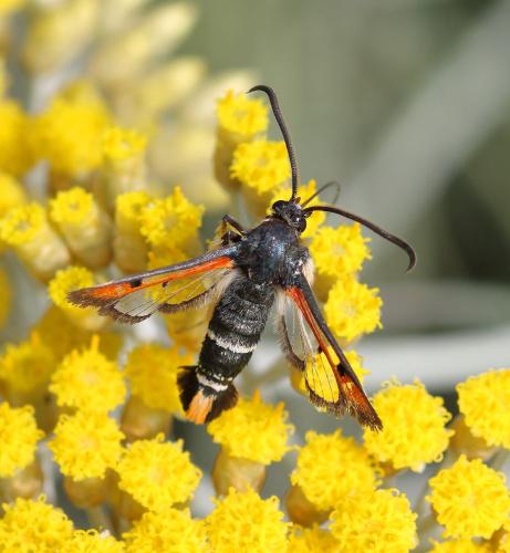 Réf. 345 963 : Pyropteron chrysidiformis