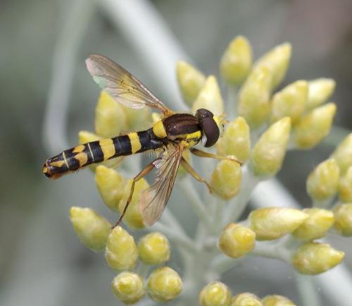 Réf. 345 965 : Sphaerophoria scripta