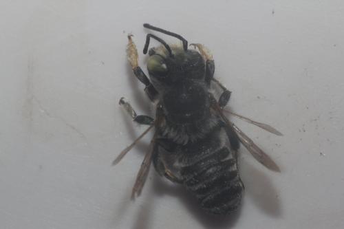 Megachile opacifrons