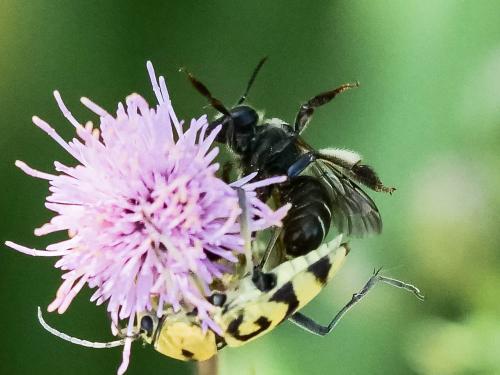 Réf. 345 922 : Macropis europaea