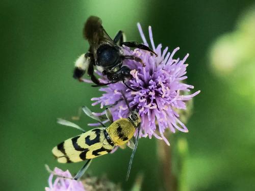 Macropis europaea