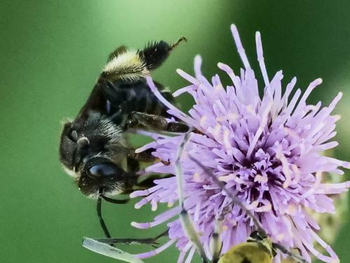 Macropis europaea