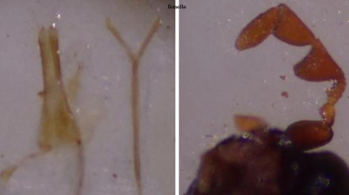 Réf. 345 207 : Dorcatoma setosella