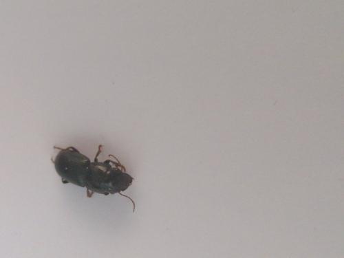 Acinopus sp.