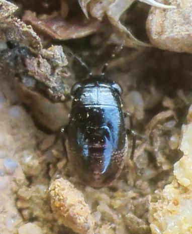 Réf. 345 290 : Geocoris pallidipennis