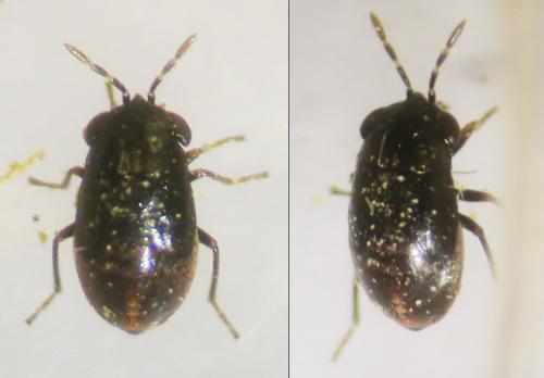 Réf. 345 291 : Geocoris pallidipennis