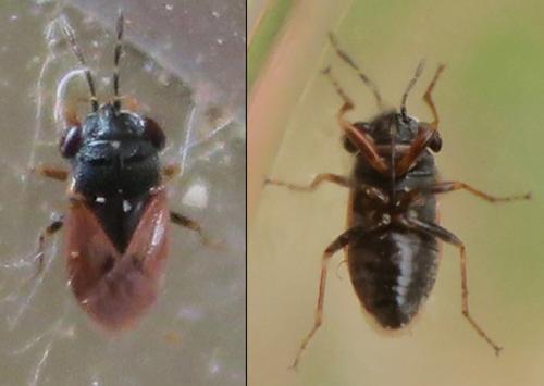 Réf. 345 295 : Geocoris pallidipennis