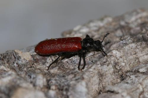 Réf. 345 548 : Psoa dubia