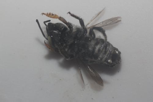 Réf. 345 967 : Megachile opacifrons