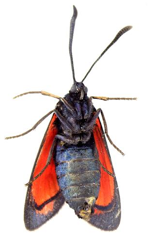 Réf. 345 424 : Zygaena transalpina